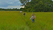 Walkabout