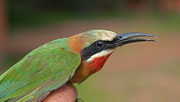 White-fronted Bee-eater